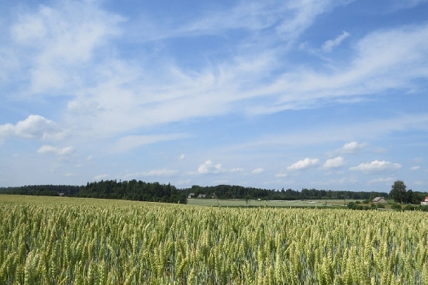 Latgales zemnieki šogad prognozē reti labu graudu ražu