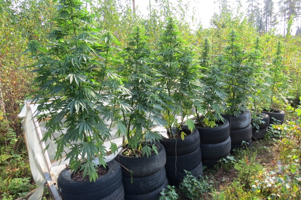Latgalē policija nedēļas laikā likvidē divas marihuānas audzētavas (foto)