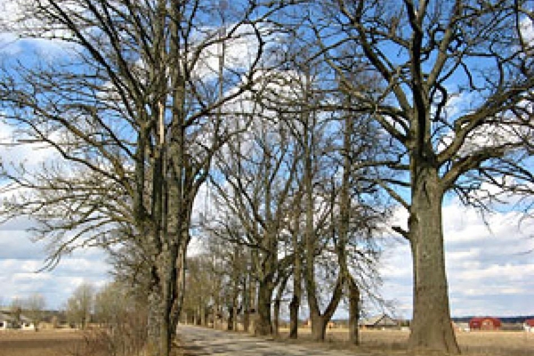 Strūžānu pagasta pārvalde izsludina sabiedrisko apspriešanu par koku izciršanu