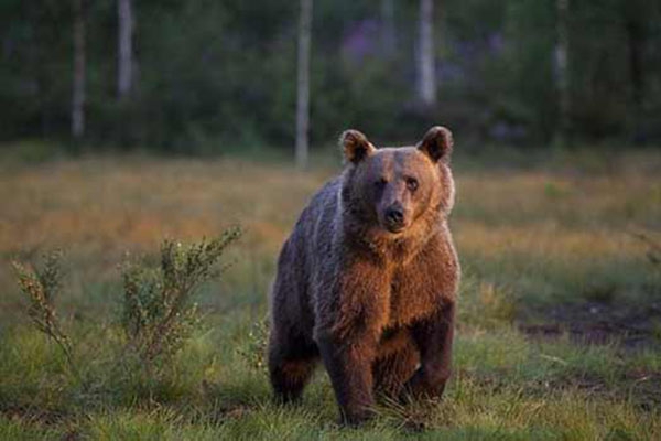 Latvijā šogad uzturējušies vismaz desmit lāči