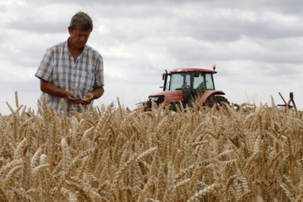 Prognozē trešo lielāko graudu ražu ES vēsturē
