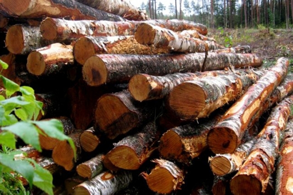 Latvijas meža nozares eksportam kārtējais rekords - 2,040 miljardi eiro