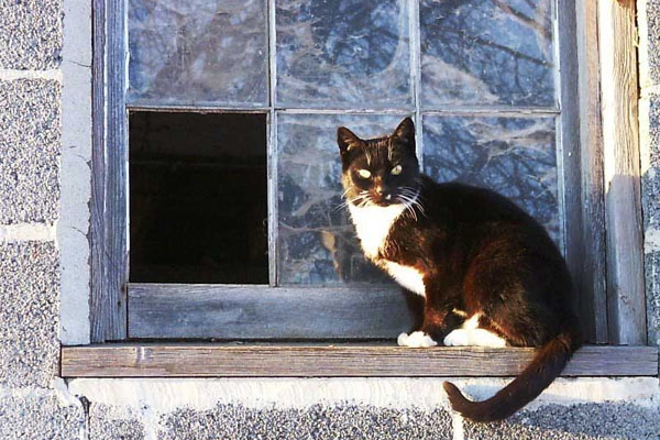 Ugunsdzēsēji atbrīvo logā iestrēgušu kaķi