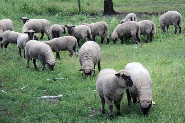 Latvijā arvien vairāk redz perspektīvu aitkopības attīstībā