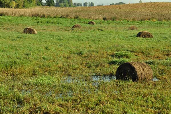 Rēzeknes novada pašvaldība aicina Ministru kabinetu segt plūdos cietušo zemnieku zaudējumus pilnā pašizmaksas apmērā