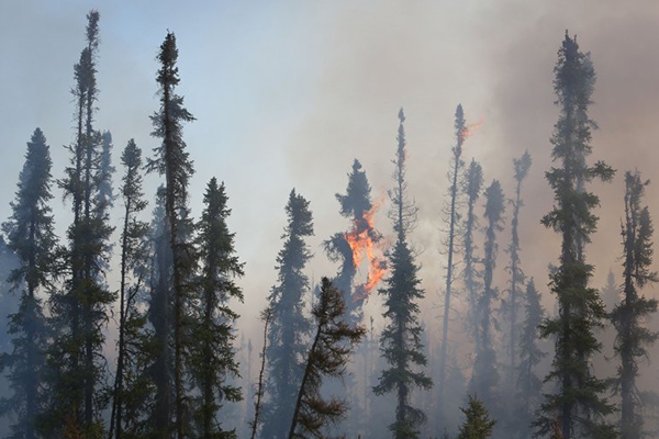 Speciālisti: Meža ugunsgrēki ik gadu rada 0,4 miljonus eiro zaudējumus