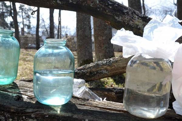 “Latvijas Valsts meži”: Bērzu sulu zagšana Rēzeknē nav konstatēta