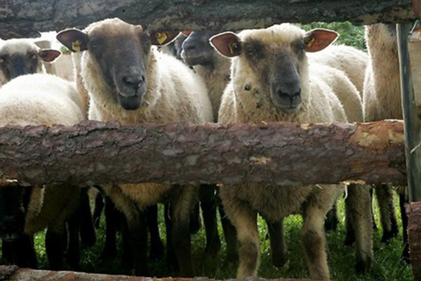 Saimniecībā Raunas pagastā kaimiņu suņi nokož 24 aitas