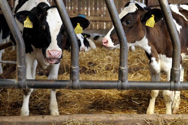 Lai palīdzētu piensaimniekiem, piena produktiem piedāvā samazināt PVN