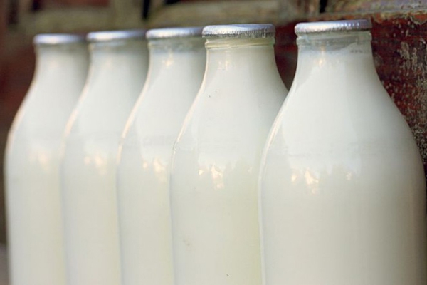 Graudu kooperatīvs «Latraps» uzpērk pienu