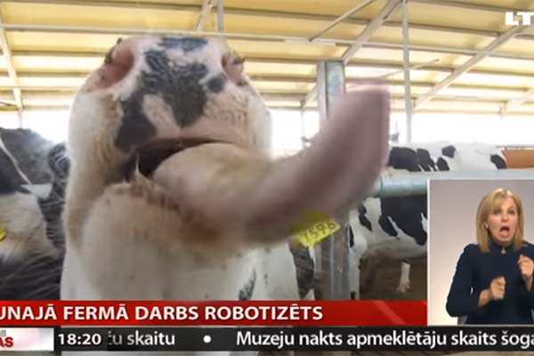 Vienā no lielākajām Latgales saimniecībām govju kompleksā strādā roboti