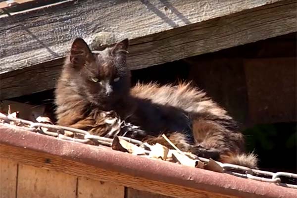 VIDEO: Klaiņojošo kaķu paliek acīmredzami mazāk