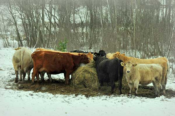 Prasības lauksaimniekiem, kuru saimniecībās ir lauksaimniecības dzīvnieki