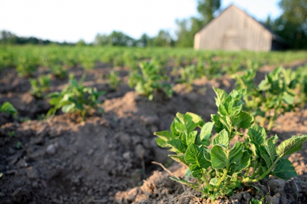 Latgalē ir saimniecības, kas tieši kartupeļu audzēšanā saredz perspektīvu